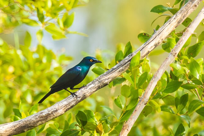 Dolphin Watching Tour & Josani Forest Sea Trip - Zanzibar - Jozani Forest mangroves: boardwalk swamp and red stubby monkeys