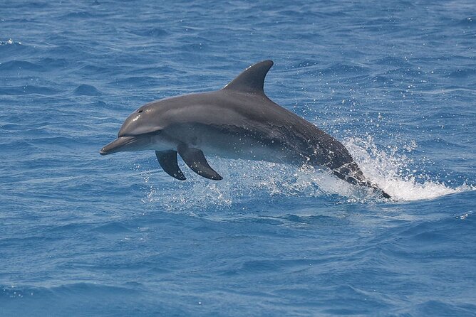 Dolphin Watching Tour & Josani Forest Sea Trip - Zanzibar - Price and value: what $75 really covers