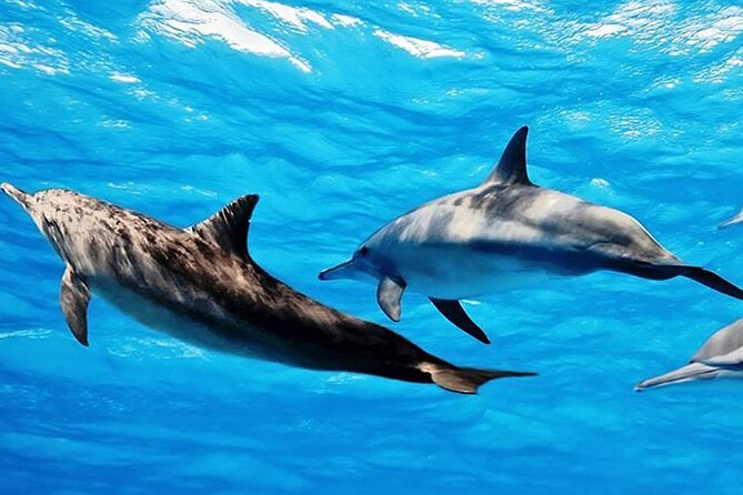 Dolphin Watching Tour & Josani Forest Sea Trip - Zanzibar - Group size, guide style, and what that means for your experience