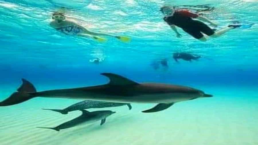 Dolphins & Snorkeling Zanzibar: Mnemba Island Tour - Getting From Your Hotel to Mnemba: pickup zones and boat style