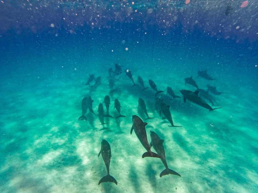 Dolphins tour and turtles swimming in kizimkazi - Why Kizimkazi Works for Dolphin Watching