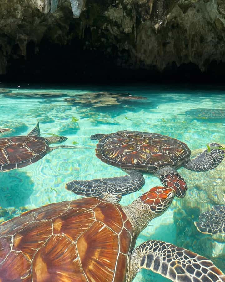 Dolphins tour and turtles swimming in kizimkazi - Kizimkazi Mkunguni, Where You Watch Dolphins and Swim
