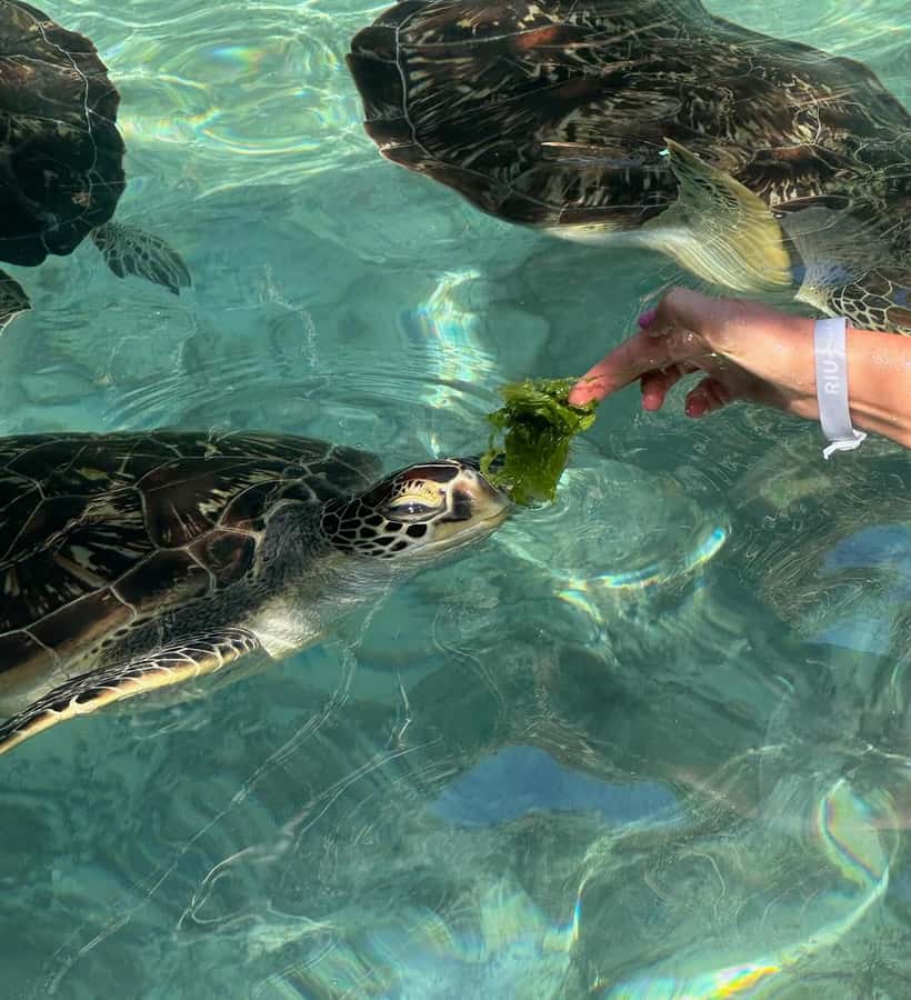 Dolphins tour + mnemba island snorkeling + salaam turles - Mnemba Island Session: White Sand, Photos, and a Second Chance