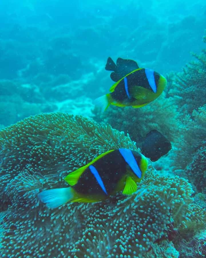 Dolphins tour + mnemba island snorkeling + salaam turles - Price and Value: Is $150 for 6 Hours a Good Deal?