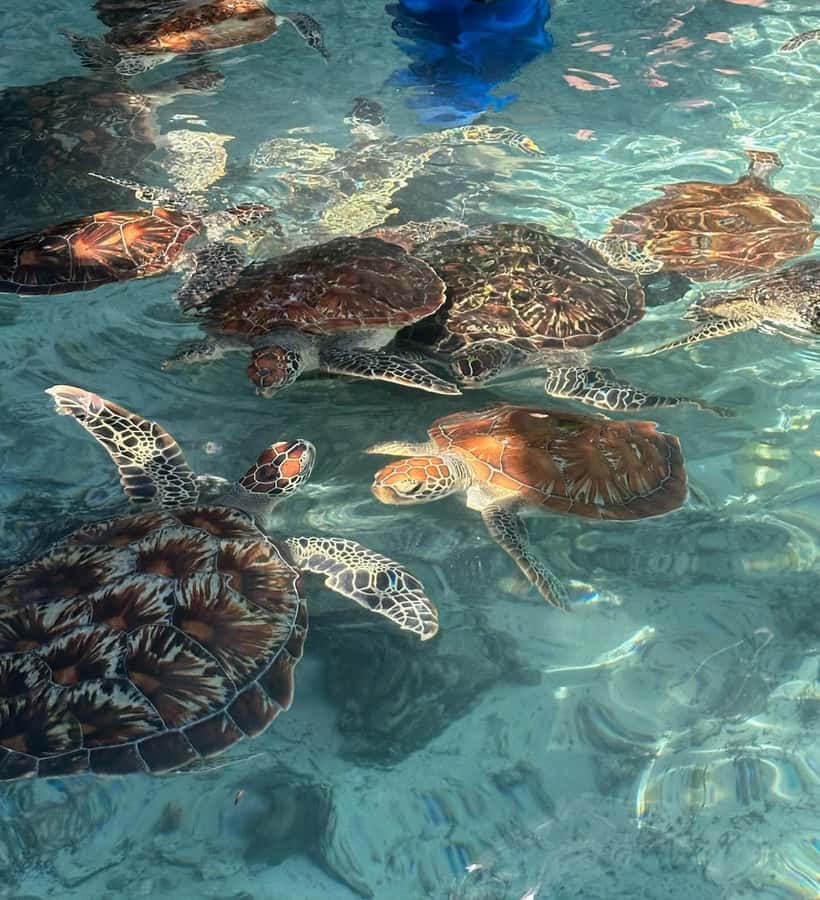 Dolphins tour + mnemba island snorkeling + salaam turles - Who Should Book This (and Who Might Prefer Separate Days)