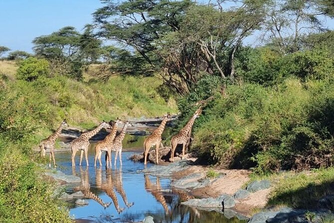 Elephant Safari Tanzania 4 Days **Sustainable Approach to Travel - A 4-Day Safari Circuit That Starts With Pickup and Ends With Stars