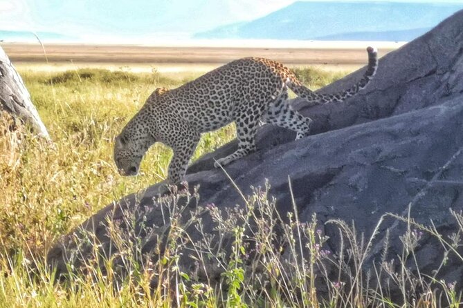 Elephant Safari Tanzania 4 Days **Sustainable Approach to Travel - Camps and Meals: Full Board That Keeps the Safari Rolling