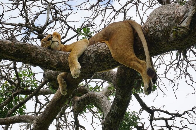 Elephant Safari Tanzania 4 Days **Sustainable Approach to Travel - Guides, Vehicles, and the Small-Group Advantage