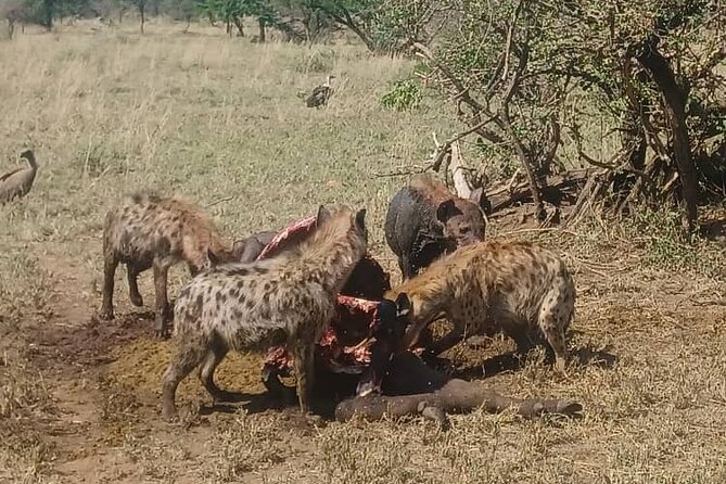 Elephant Safari Tanzania 4 Days **Sustainable Approach to Travel - Price and Value: What You Get for About $1,500