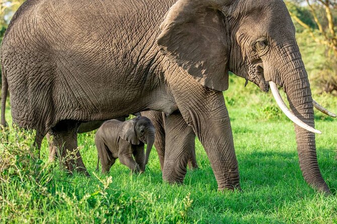Elephant Safari Tanzania 4 Days **Sustainable Approach to Travel - Who This Safari Suits Best, and Who Might Be Happier Elsewhere