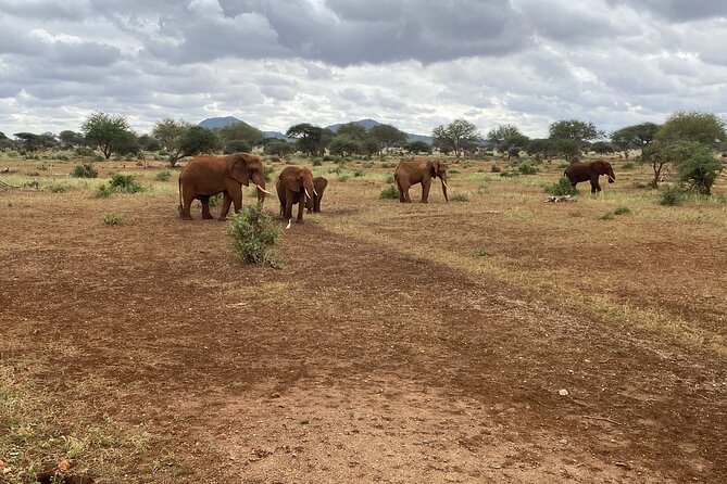 Elephant Safari Tanzania 4 Days **Sustainable Approach to Travel - Ngorongoro Crater Drives: Why the Black Rhino Moment Feels Unreal