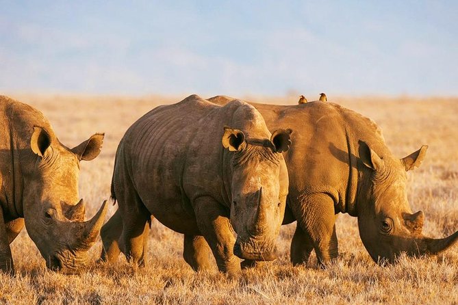 Elephant Special Serengeti & Ngorongoro Crater 5 Days / 4 Nights - Day 4, Ngorongoro Crater: black rhino odds and lion pride drama