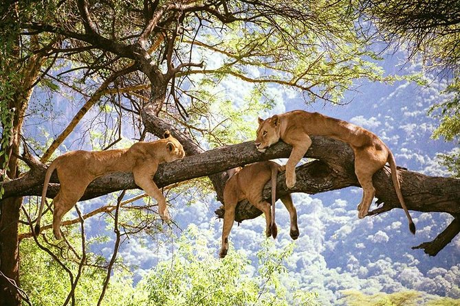Elephant Special Serengeti & Ngorongoro Crater 5 Days / 4 Nights - Day 1, Tarangire National Park: dry-season waterholes and elephant odds
