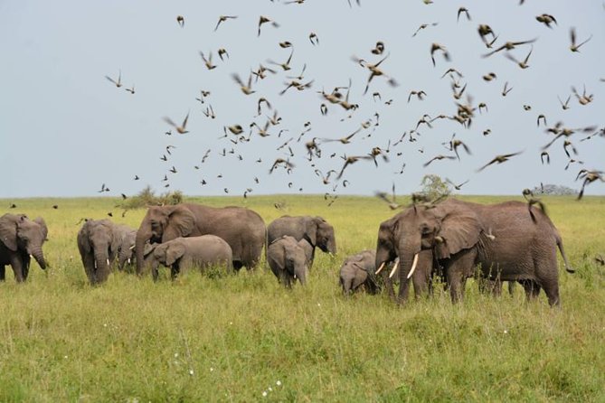 Embark on a 5-day camping safari adventure. - Day 1 in Tarangire and Migombani Campsite, with Manyara views