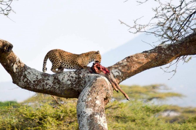 Embark on a 5-day camping safari adventure. - Food, dietary options, and how to keep meal time easy
