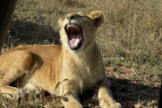 Enjoy a Private Day Trip to Lake Manyara National Park. - Why Lake Manyara Fits a Private Day Trip from Arusha
