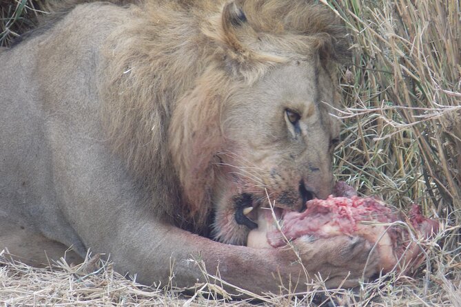 Enjoy a Private Day Trip to Lake Manyara National Park. - The Main Event: Lake Manyara’s Forest, Hot Springs, and Big Animal Viewing