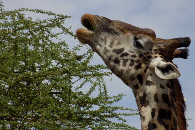 Enjoy a Private Day Trip to Lake Manyara National Park. - Tree Climbing Lions and Elephants: What an Expert Guide Changes