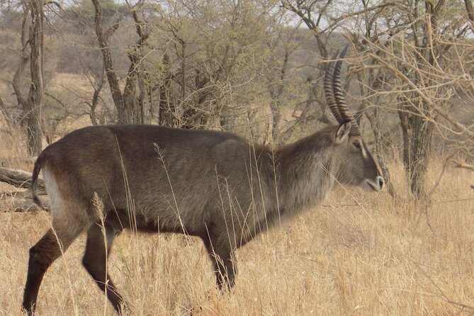Enjoy a Private Day Trip to Lake Manyara National Park. - Price and Value: What $350 Gets You in Real Safari Terms