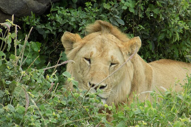 Enjoy a Private Day Trip to Lake Manyara National Park. - What’s Included vs. Not Included (So You Don’t Get Surprised)