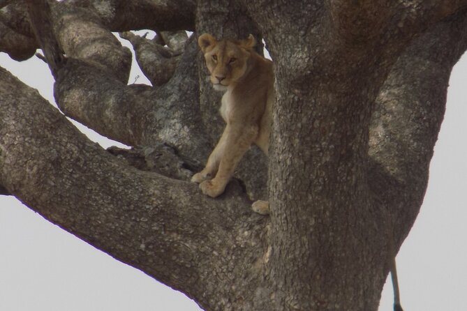 Enjoy a Private Day Trip to Lake Manyara National Park. - Who This Safari Works For: Families, Solo Adults, and Food Preferences