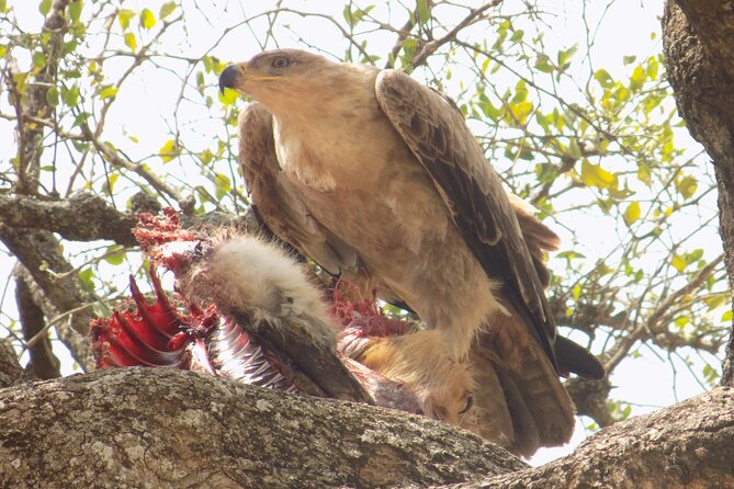Enjoy a Private Day Trip to Lake Manyara National Park. - Getting There: Early Pickup and a 4x4 Safari Vehicle