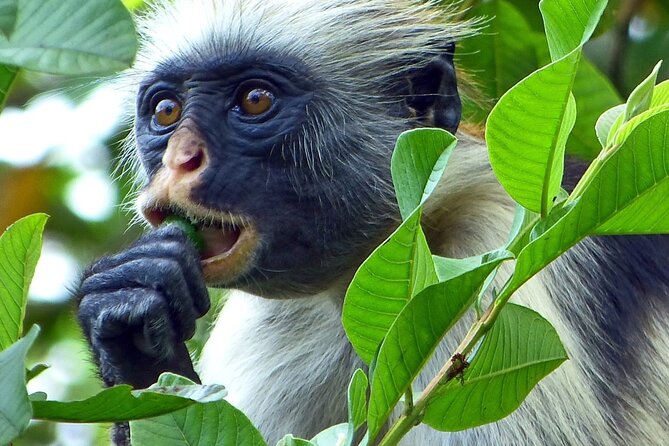 Exploring the Hidden Gems of Zanzibar - Key things I’d watch for on this tour