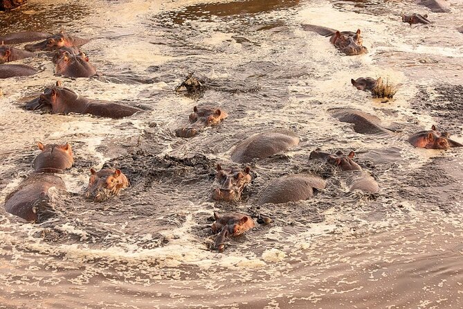 Extraordinary Hot air Bolloon ride in Serengeti | BURIGI CHATO SAFARIS CO L.T.D - One Hour Aerial Viewing, Wildlife Below With Big-Plain Views
