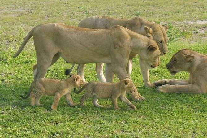 Flight Package Zanzibar to Nyerere National Park (Selous GR) 3 Days 2 Nights - Key Highlights Worth Your Attention