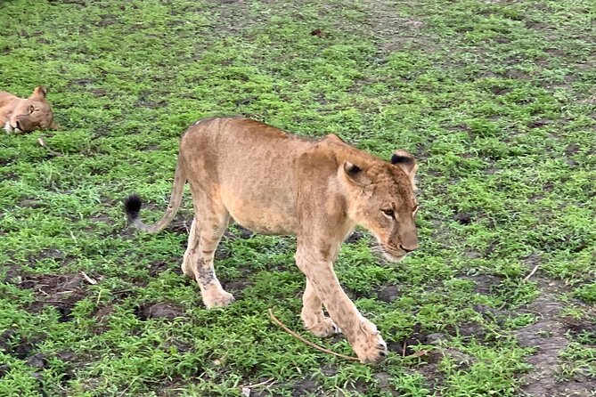 Flight Package Zanzibar to Nyerere National Park (Selous GR) 3 Days 2 Nights - From Zanzibar Flights to Selous, What This 3-Day Package Really Feels Like