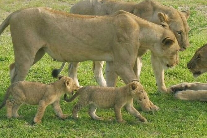 Flight Package Zanzibar to Nyerere National Park (Selous GR) 3 Days 2 Nights - Day 3 Maasai Culture, Then the Flight Back to Zanzibar Around 4:00 pm