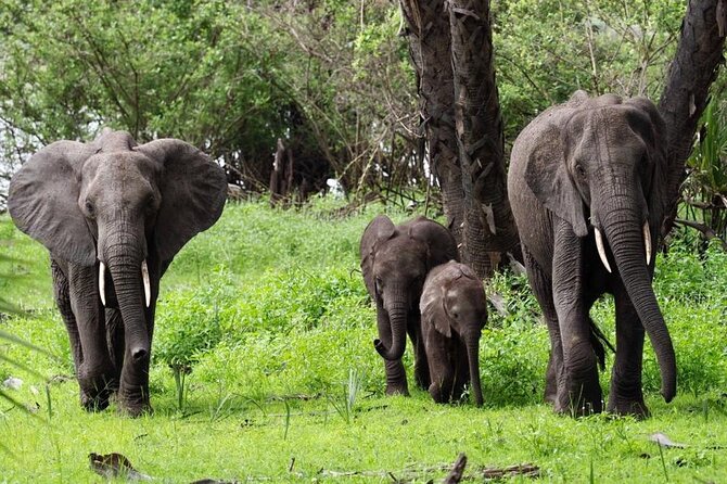 Flight Package Zanzibar to Nyerere National Park (Selous GR) 3 Days 2 Nights - The Spice Island Piece: How the Zanzibar Side Fits the Safari Days