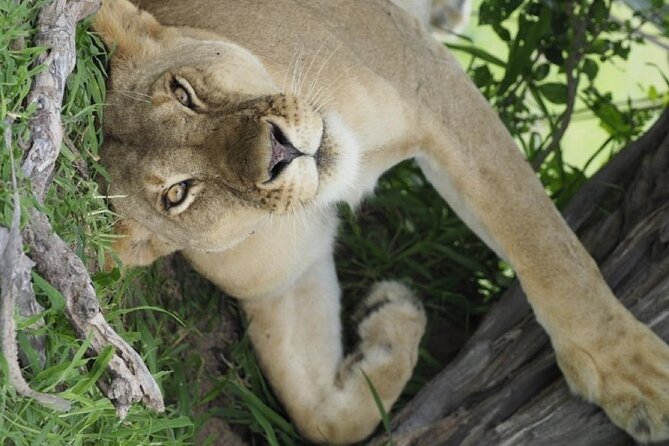 Flight Package Zanzibar to Nyerere National Park (Selous GR) 3 Days 2 Nights - Price and Value: Why $1,085.00 Might Be Worth It for the Right Traveler
