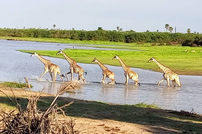Flight Package Zanzibar to Nyerere National Park (Selous GR) 3 Days 2 Nights - Who This Safari Suits Best (And Who Might Want a Different Style)