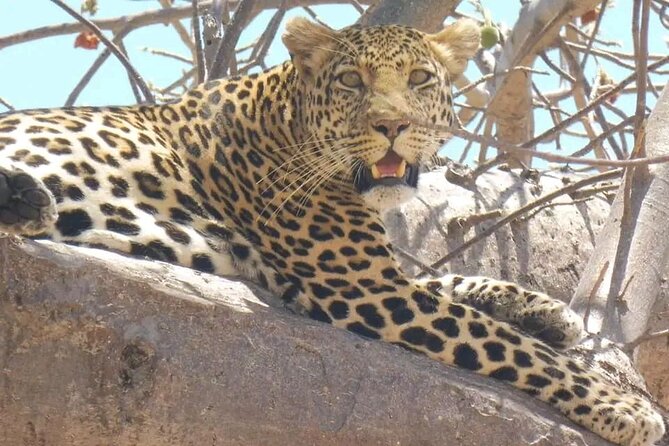 Flight Package Zanzibar to Nyerere National Park (Selous GR) 3 Days 2 Nights - Day 1 in Selous: Full-Day Game Drive, Packed Lunch, and Sunset Back at the Lodge