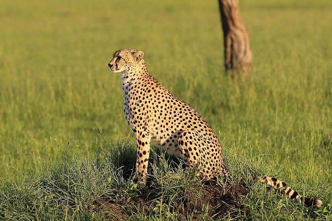 Fly inn to Central Serengeti from Zanzibar featuring Ngorongoro & Tarangire park - Flying into Central Serengeti: the time advantage you actually feel