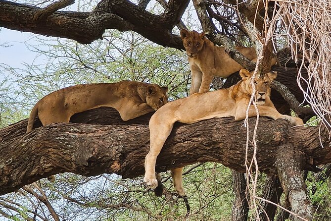 From Arusha : 11-day Amazing North Tanzania safari tour - Moshi to Arusha, the smart way to start Northern Tanzania