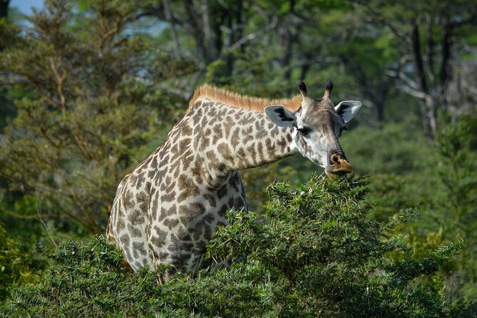 From Arusha : 11-day Amazing North Tanzania safari tour - Arusha National Park: smaller park, bird power, and an easy warm-up