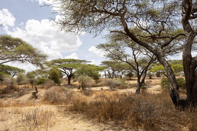 From Arusha : 11-day Amazing North Tanzania safari tour - Ngorongoro Crater Day 1: rim views plus an afternoon safari