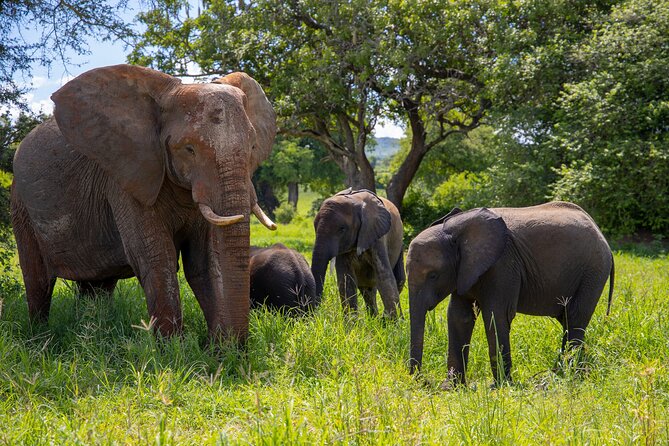 From Arusha: 11 Days famous Serengeti Inside out safari trip - Tarangire National Park: elephants and more action
