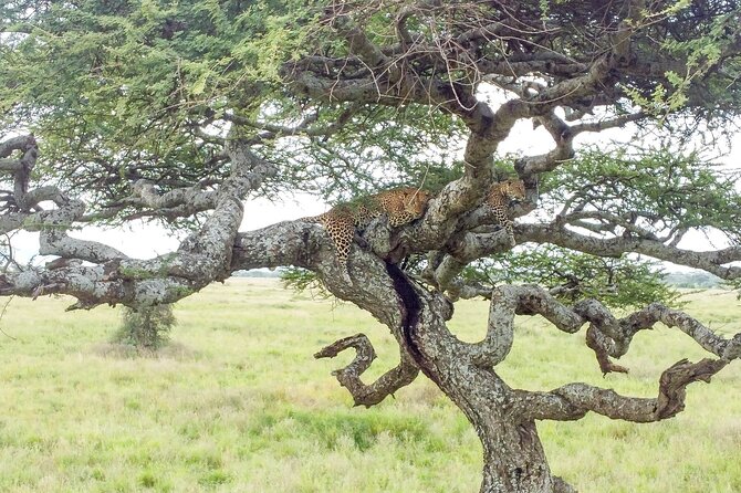 From Arusha: 11 Days famous Serengeti Inside out safari trip - Inside Serengeti, the part you actually came for
