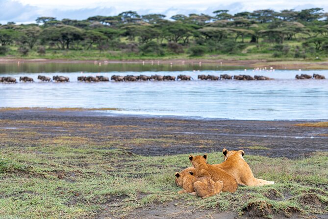 From Arusha: 11 days The Classics Northern Tanzania safari - Serengeti: three days that actually change what you notice