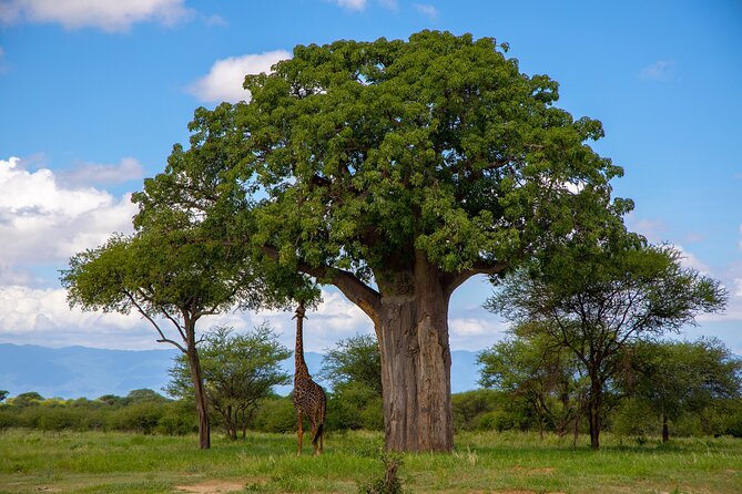 From Arusha : 11 days The Complete Africa Safari North Tour - Price and value: $3,915 per person and what it really covers