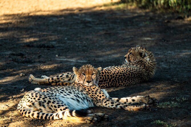 From Arusha : 11 days The Complete Africa Safari North Tour - Day 1 in Arusha: arriving, settling in, then starting fresh