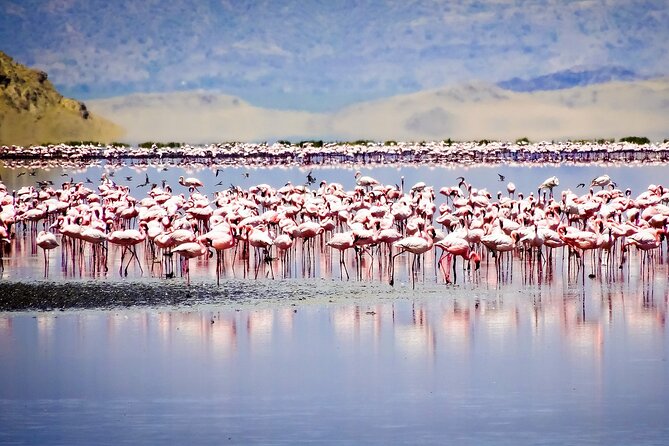 From Arusha : 11 days The Complete Africa Safari North Tour - Loliondo and the Pololeti Game Reserve on Day 4: wildlife without the crowds feel