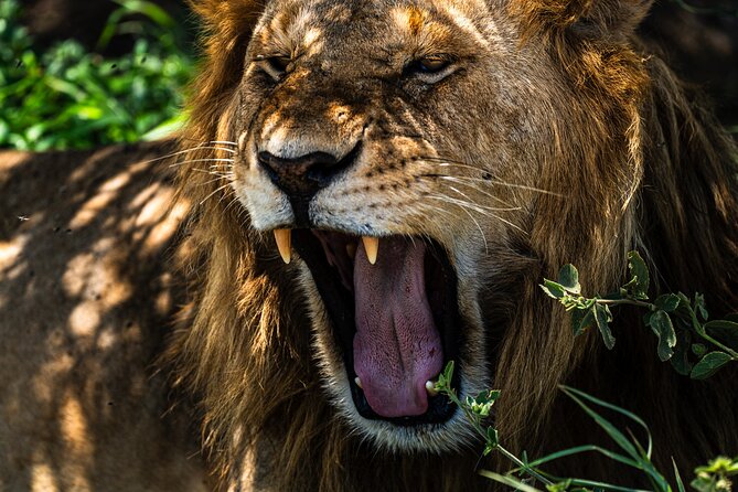 From Arusha : 11 days The Complete Africa Safari North Tour - Serengeti Days 5 to 7: three full game drives, not one lucky day