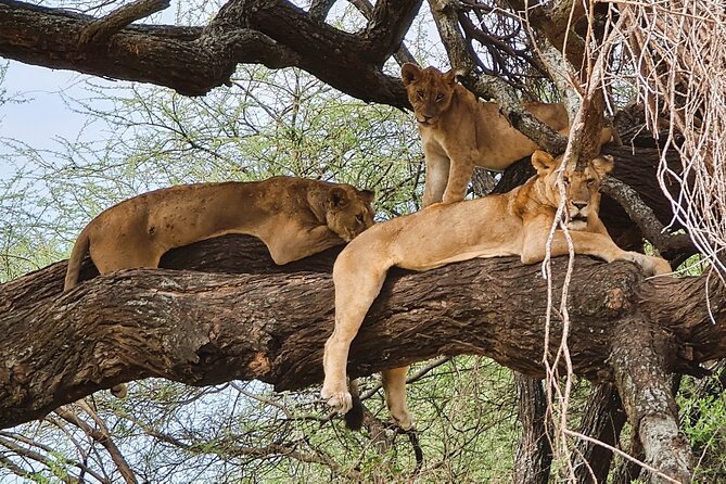 From Arusha : 11 days The Complete Africa Safari North Tour - The ride, the guide, and why the safari jeep matters more than you think