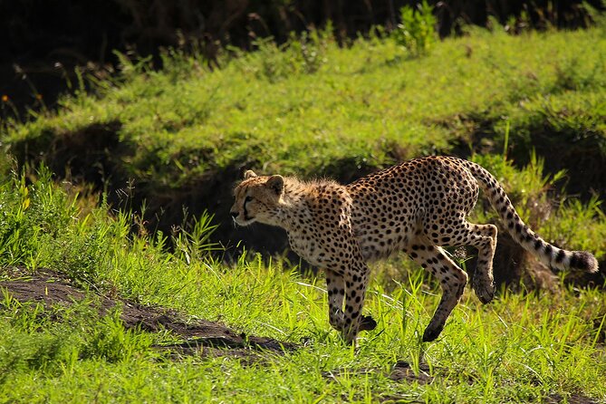 From Arusha : 3 Days Private Safari Tarangire N.P and Serengeti - Day 1: Arusha pickup and Tarangire’s baobab-and-elephant game drive