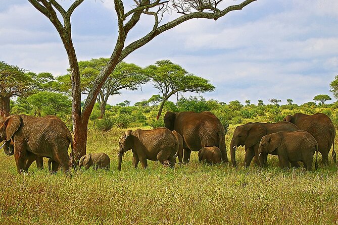 From Arusha : 3 Days Private Safari Tarangire N.P and Serengeti - Day 2: Ngorongoro Conservation Area on the way to Serengeti