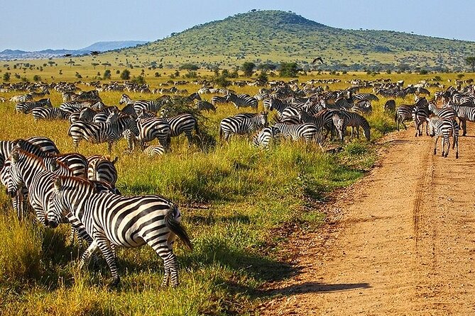 From Arusha: 5 Days Classic Safari Cats, Calves & Crater - Cats, calves and crater: how the timing shapes your odds